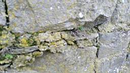 acastle 105775.jpg